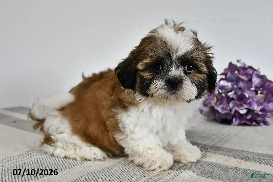 Shih Tzu dogs for sale: Cooper - Ad 3