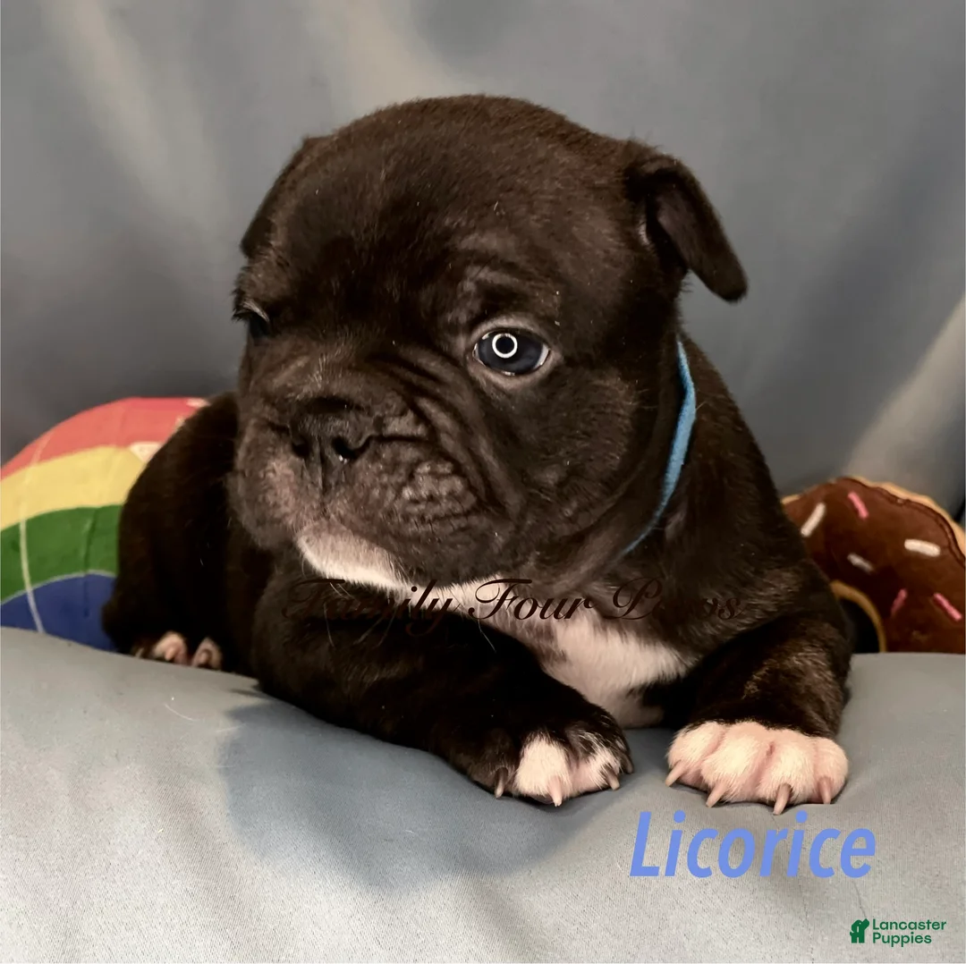 Frenchton dogs for sale: Licorice  - Ad 1