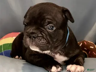 Frenchton dogs for sale: Licorice - Ad 2