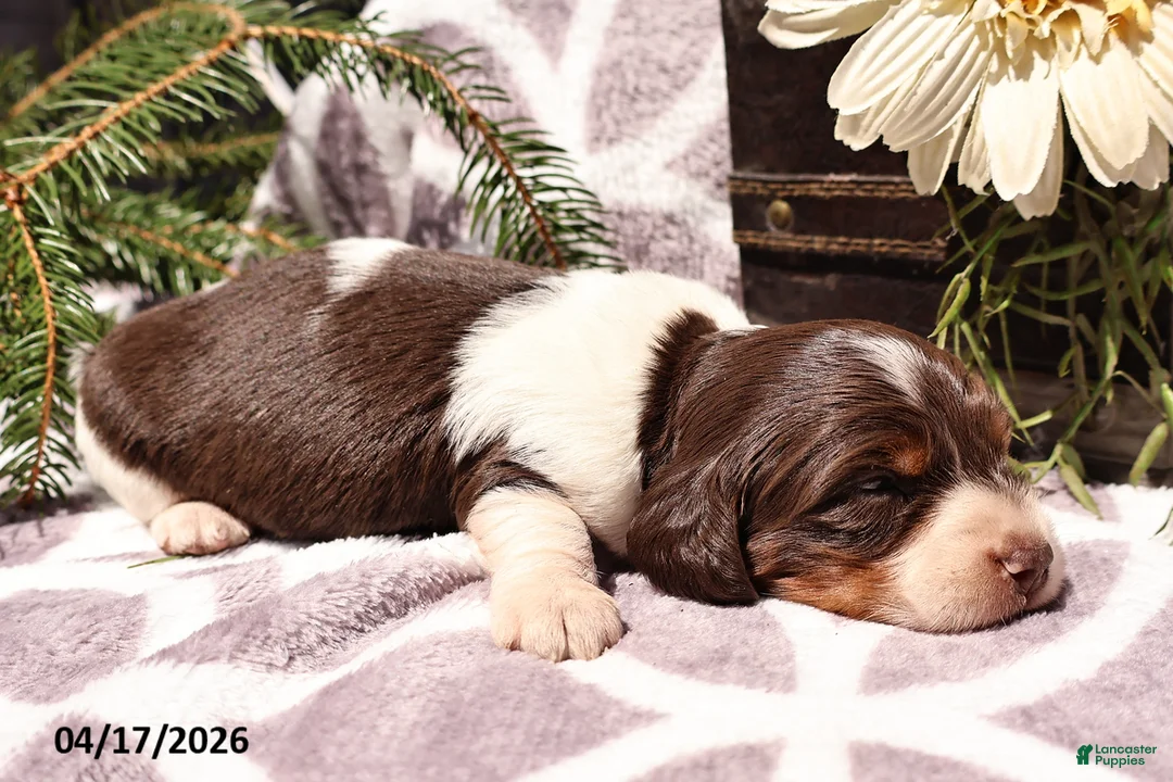 Miniature Dachshund dogs for sale: Mandi - Ad 2