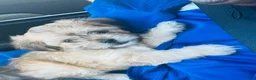 Shih Tzu dogs for sale: Shih Tzu Puppy 6 - Ad 2