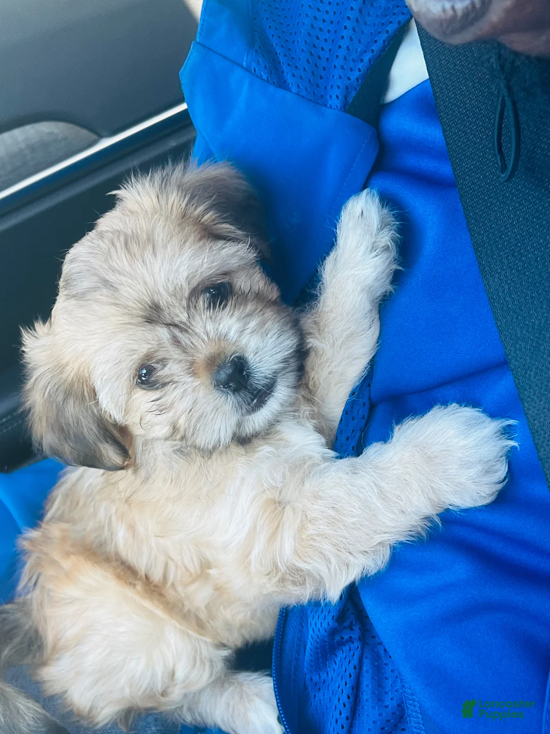 Shih Tzu dogs for sale: Shih Tzu Puppy 6 - Ad 2