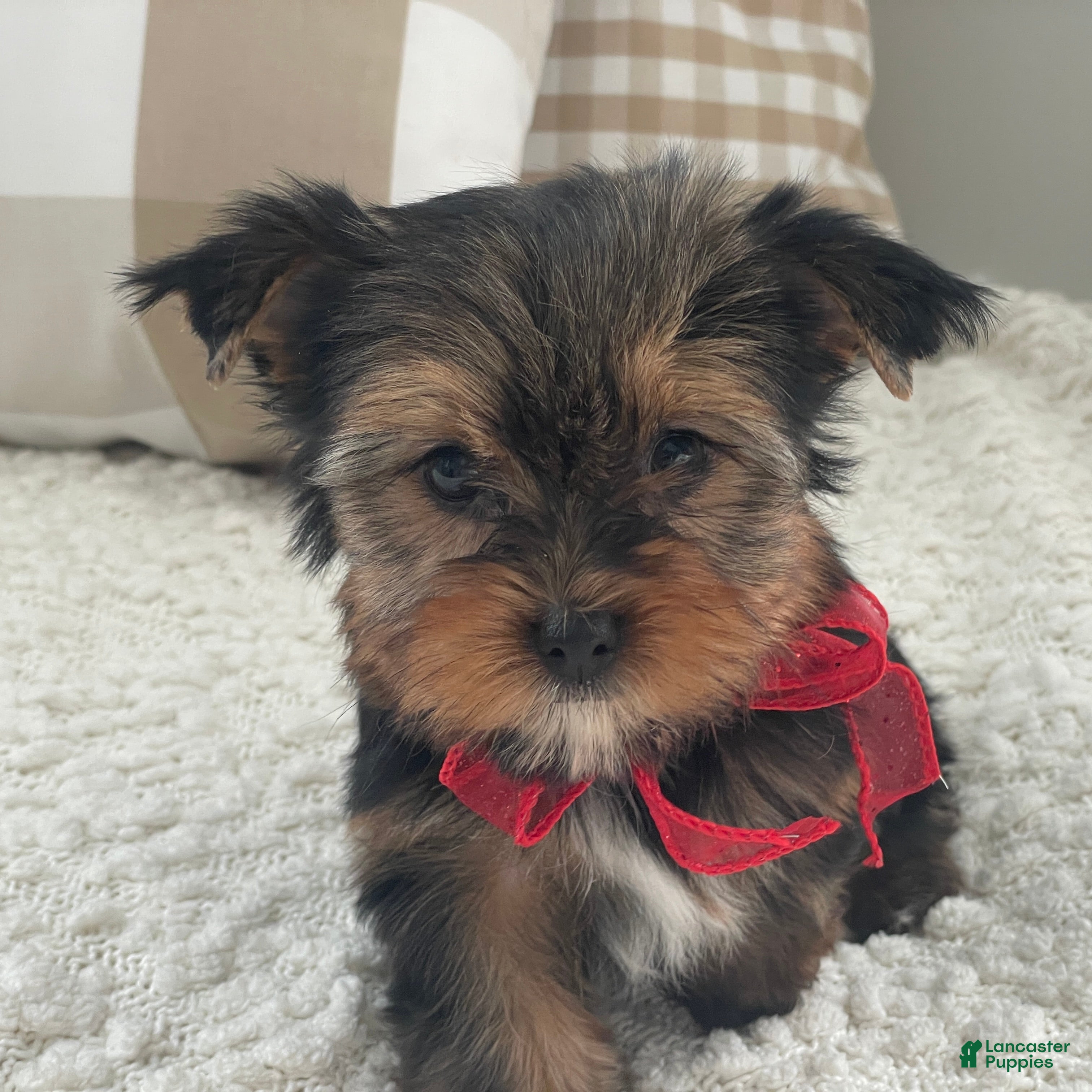 Yorkshire Terrier dogs Frisby - Ad 2