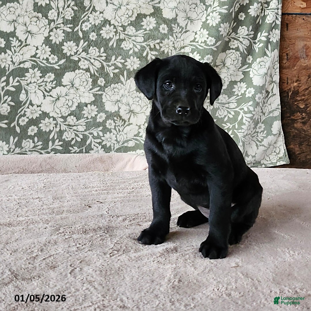 Labrador Retriever dogs for sale: Sassy - Ad 1