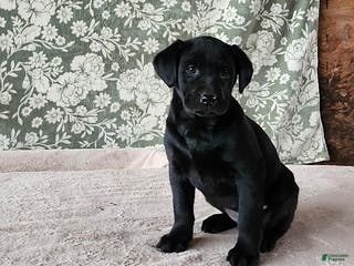 Labrador Retriever dogs Sassy - Ad 22