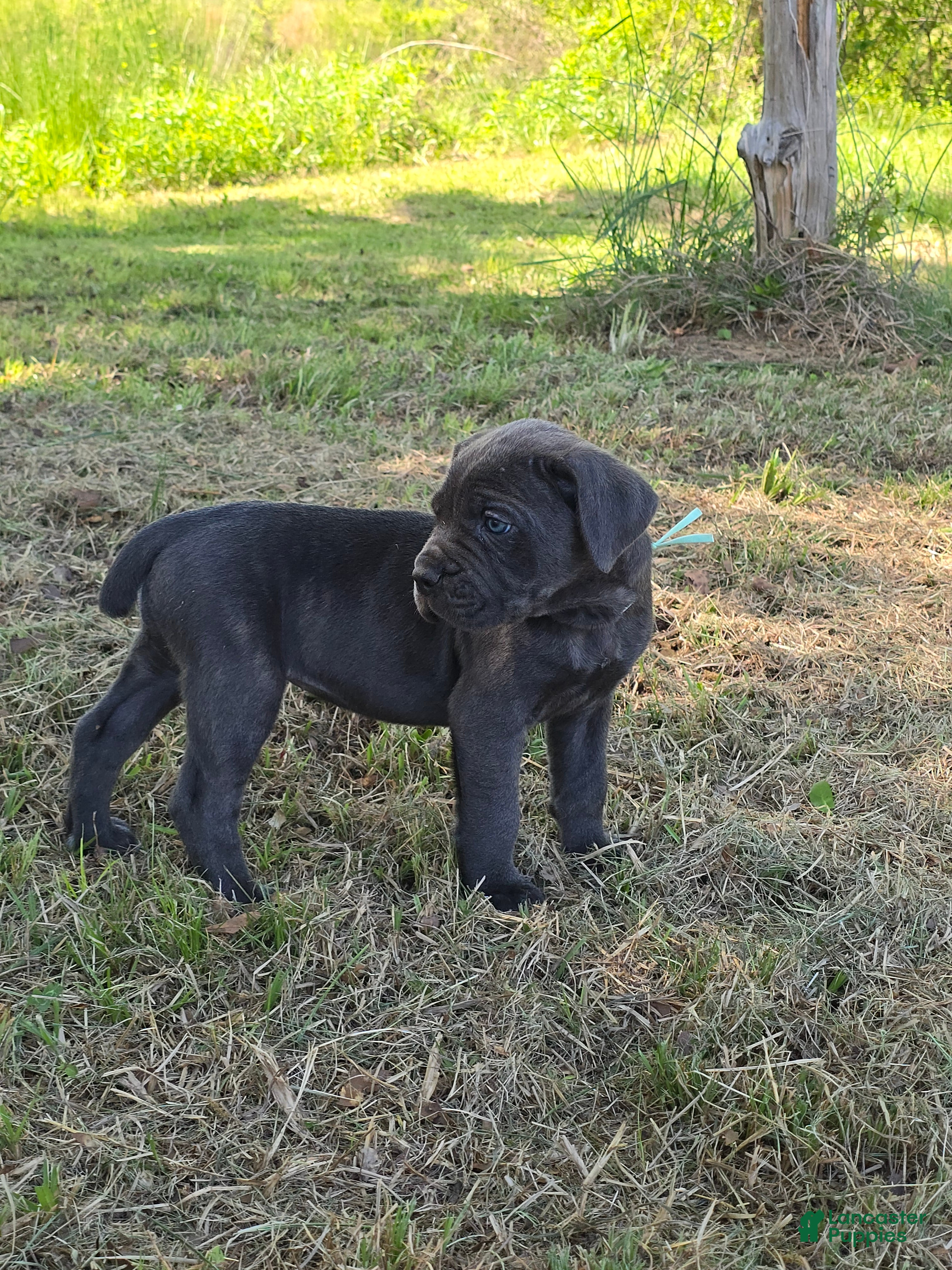 Cane Corso dogs for sale: Cane Corso Puppy 6 - Ad 1