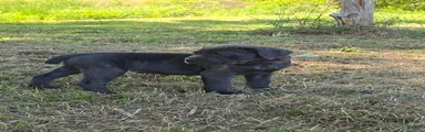 Cane Corso Puppy 6