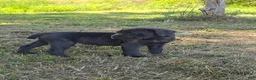 Cane Corso dogs for sale: Cane Corso Puppy 6 - Ad 1