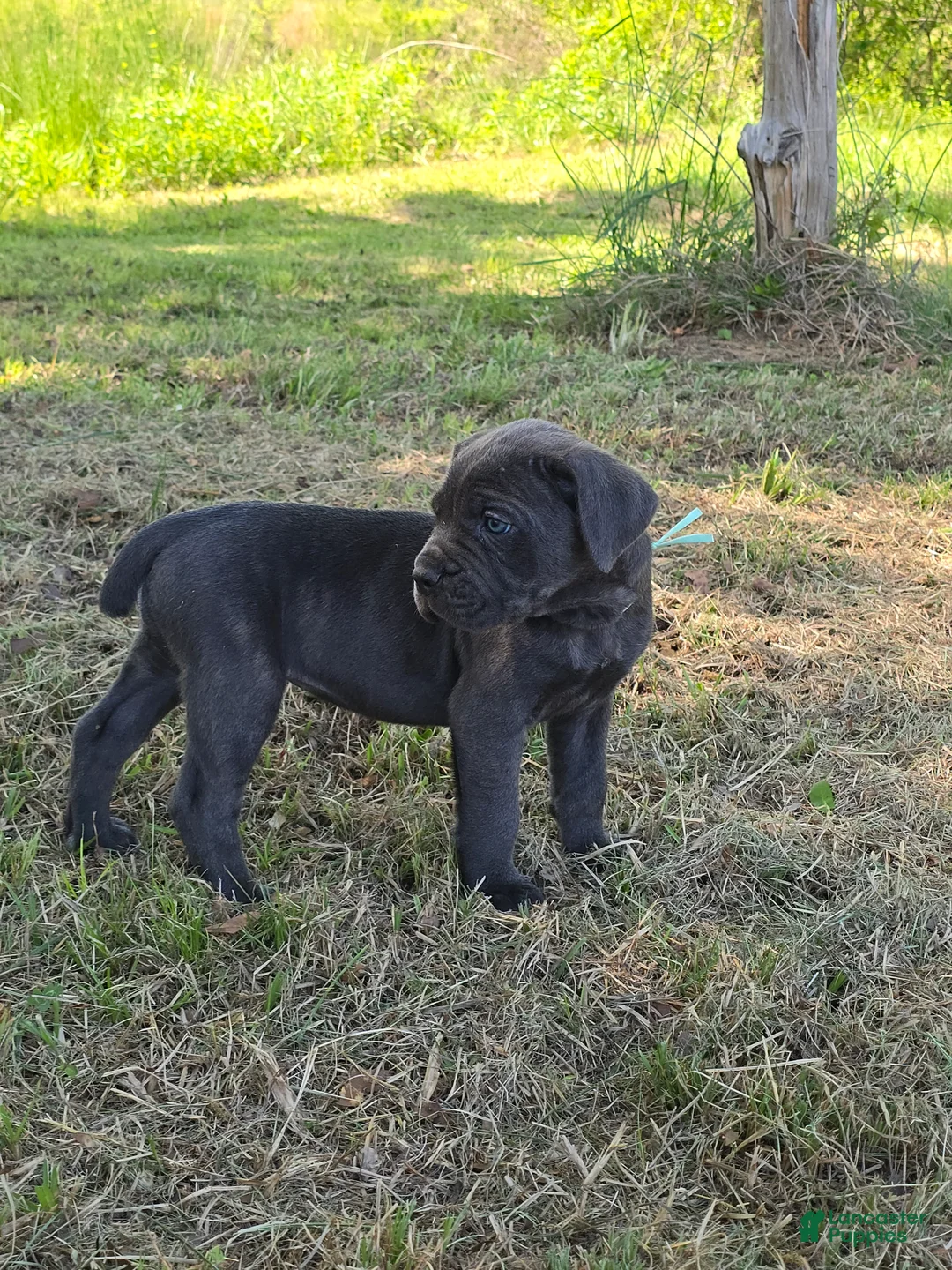 Cane Corso dogs for sale: Cane Corso Puppy 6 - Ad 1