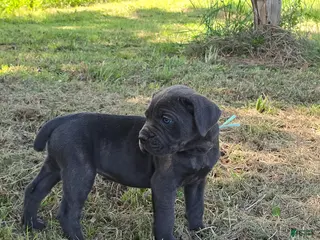 Cane Corso dogs for sale: Cane Corso Puppy 6 - Ad 1