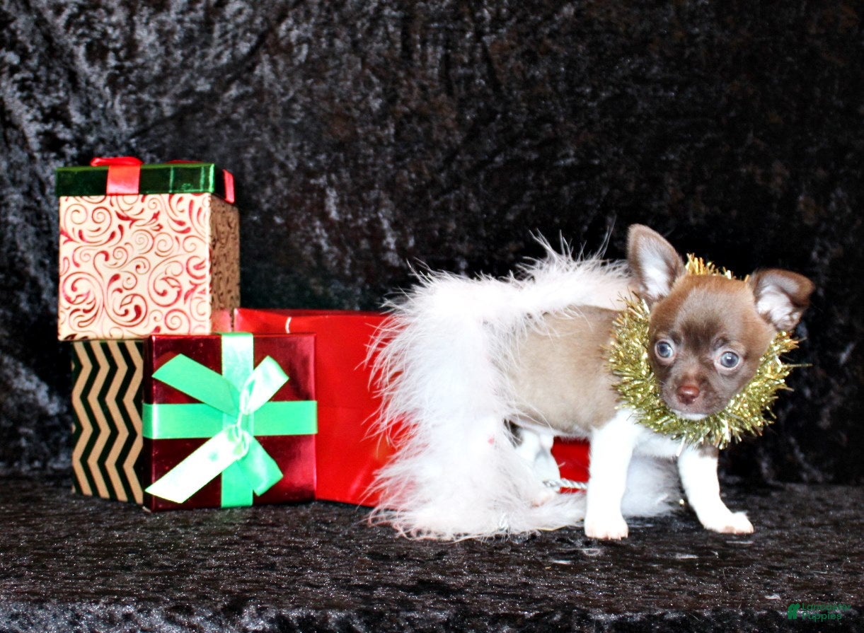 Chihuahua dogs Zebediah - Ad 19