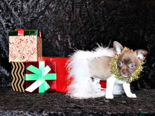 Chihuahua dogs Zebediah - Ad 19