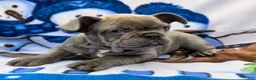 French Bulldog dogs for sale: Hunter - Ad 8