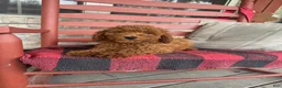 Miniature Labradoodle dogs for sale: gus - Ad 3