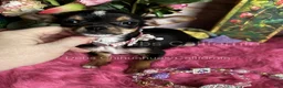 Chihuahua dogs for sale:  CITY GIRL  - Ad 5