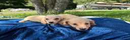 Miniature Dachshund dogs for sale: Cream boy - Ad 3