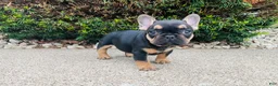 French Bulldog dogs for sale: Lucy  - Ad 1