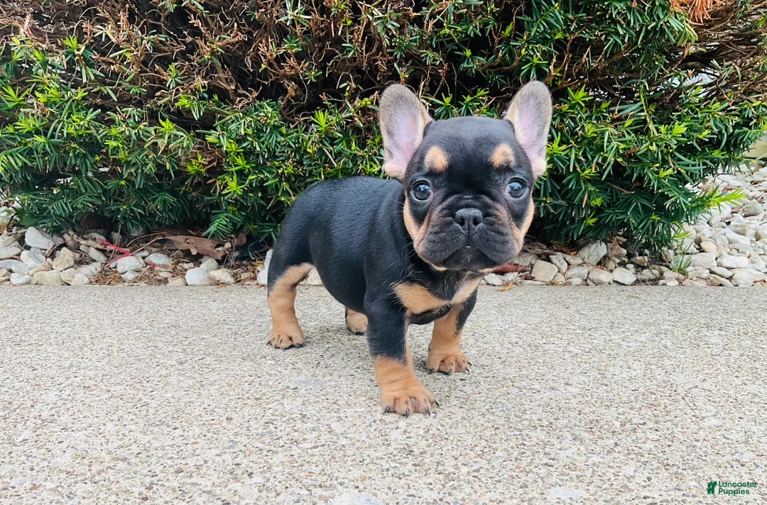 French Bulldog dogs for sale: Lucy  - Ad 1