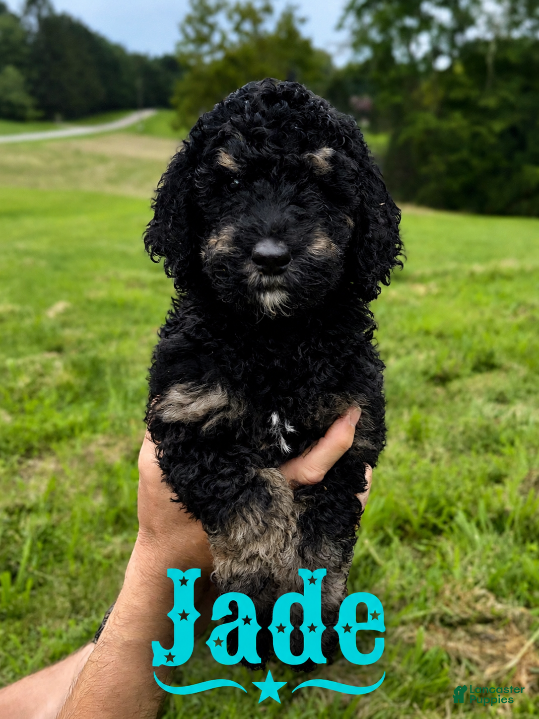 Standard Poodle dogs Jade - Ad 1