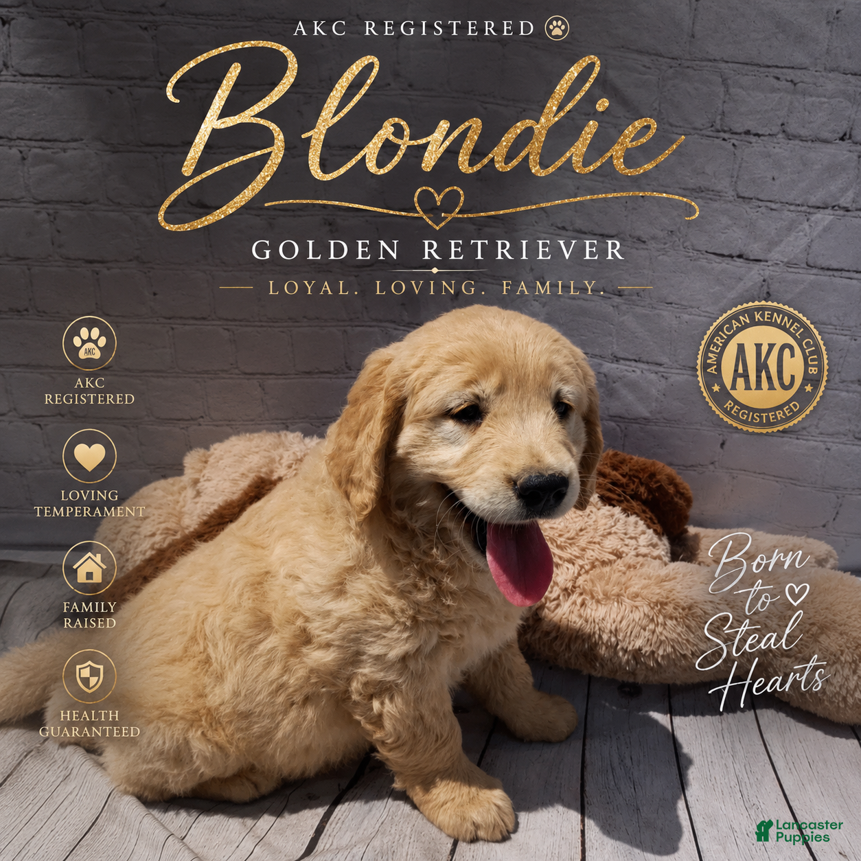 Golden Retriever dogs Blondie - Ad 1