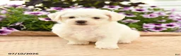 Bichon Frise dogs for sale: Bridget - Ad 3
