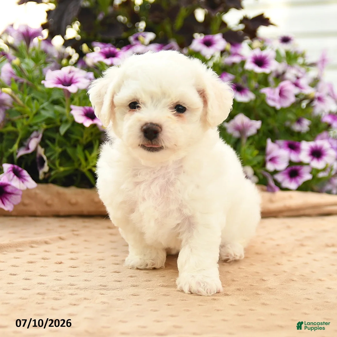 Bichon Frise dogs for sale: Bridget - Ad 3