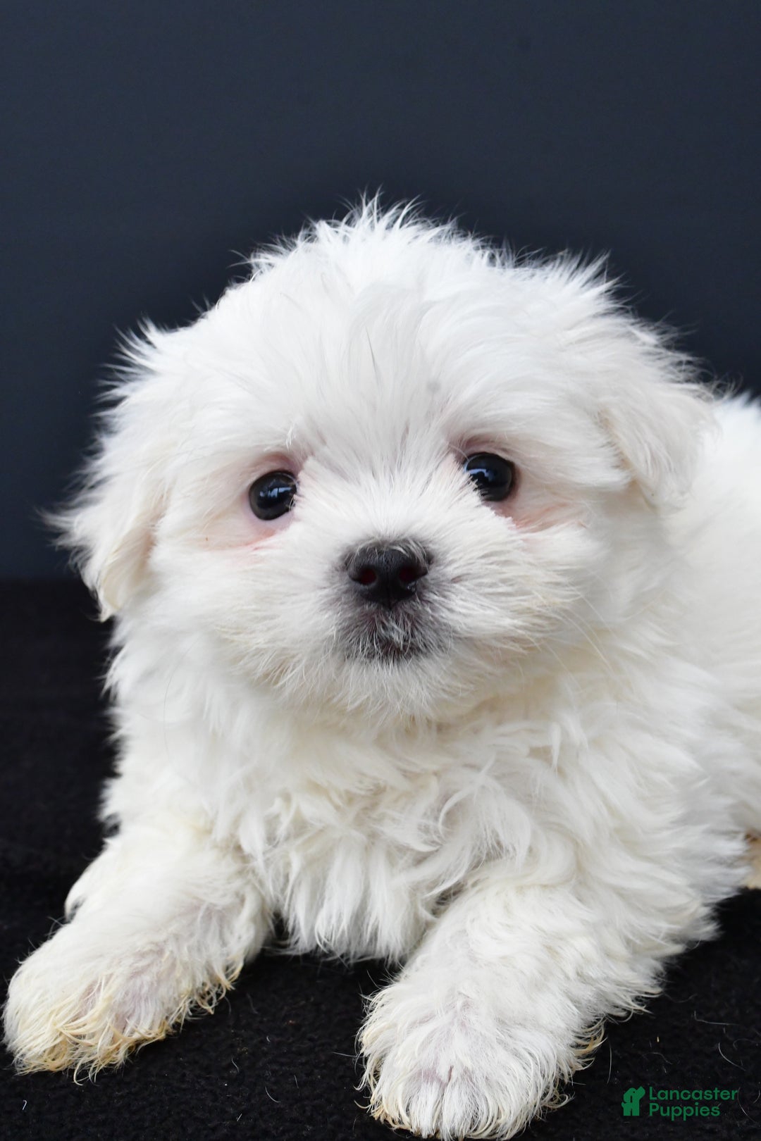 Maltese dogs for sale: Gunner - Ad 7
