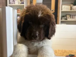 Newfoundland dogs Brooklyn - Ad 30
