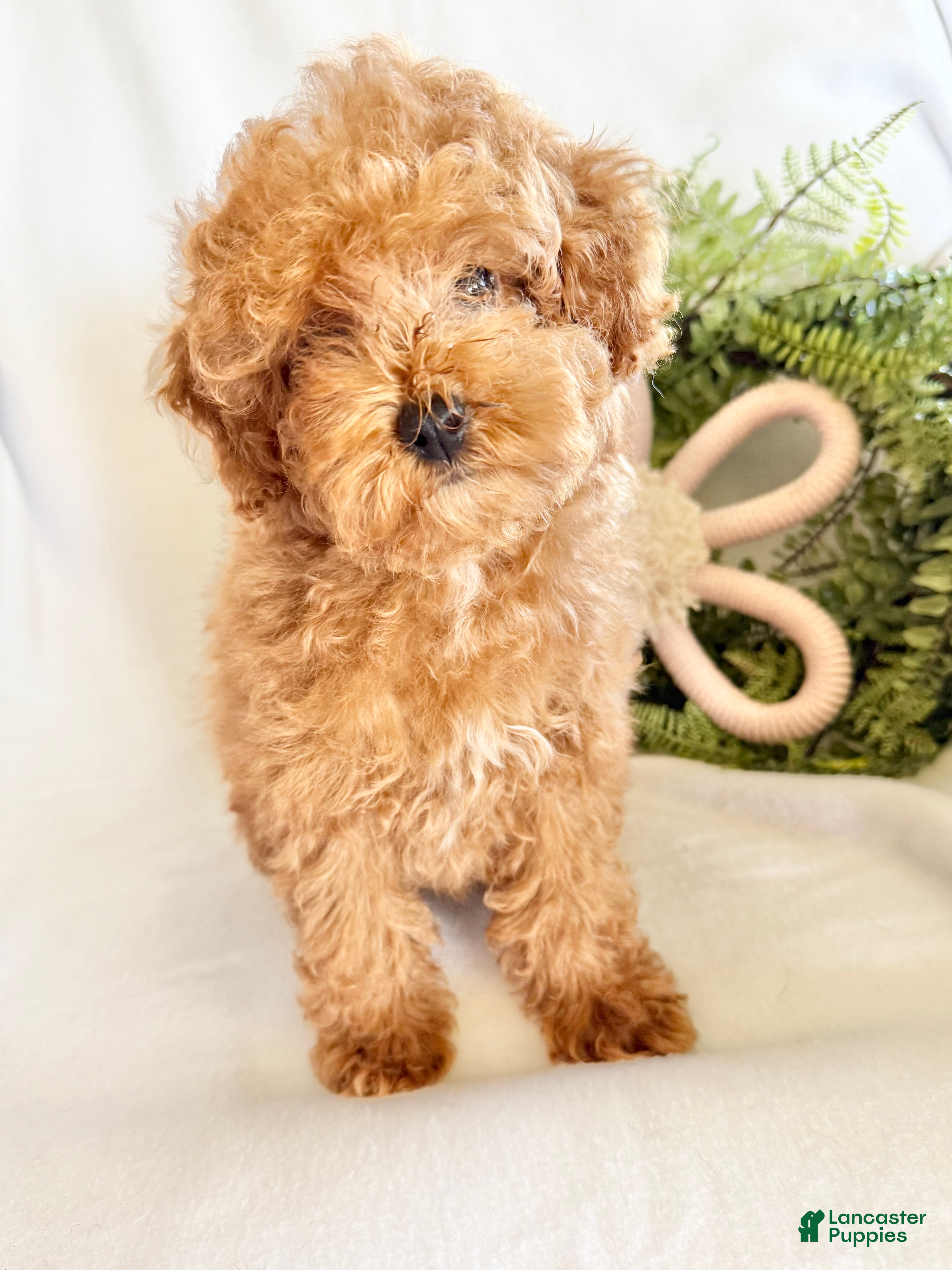 Toy Poodle dogs Mabel  - Ad 2