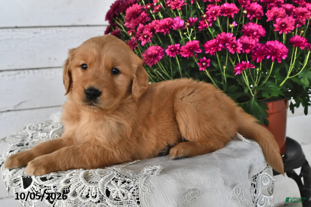 Golden Retriever dogs for sale: Rusty - Ad 1