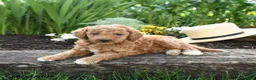 Miniature Poodle dogs for sale: Nala - Ad 3