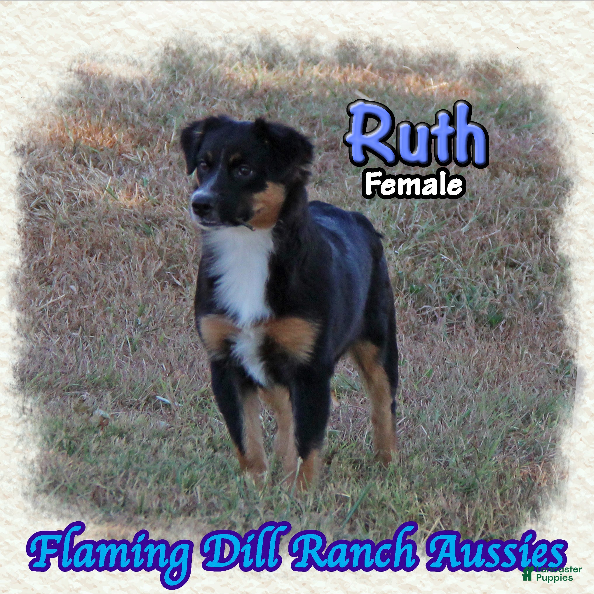Miniature Australian Shepherd dogs for sale: Ruth - Ad 4