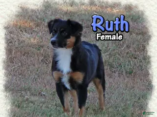 Miniature Australian Shepherd dogs Ruth - Ad 1