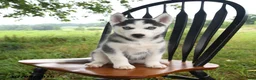 Siberian Husky dogs for sale: Skye - Ad 4