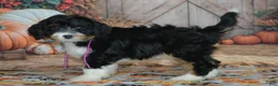 Mini Bernedoodle dogs for sale: Rosie - Ad 4