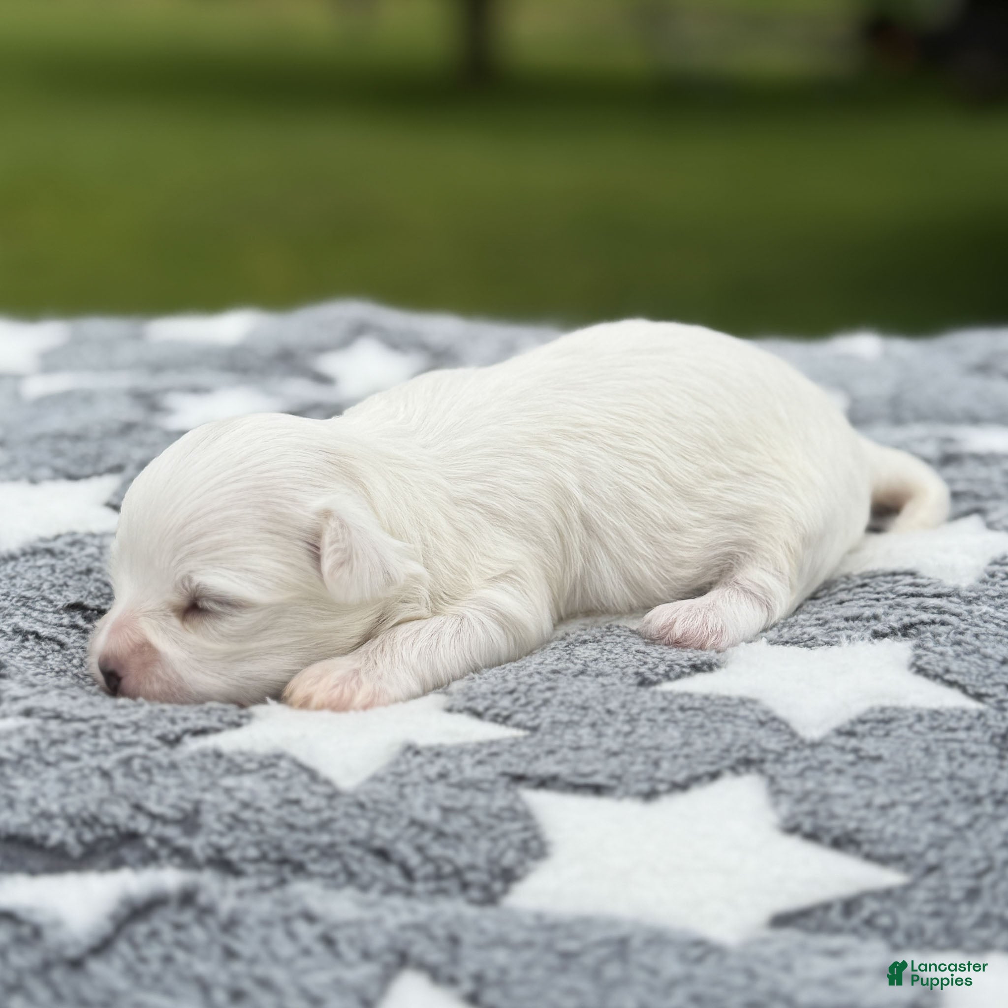 Maltese dogs Lincoln Maltese Puppy - Ad 2