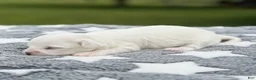 Maltese dogs for sale: Lincoln Maltese Puppy - Ad 2