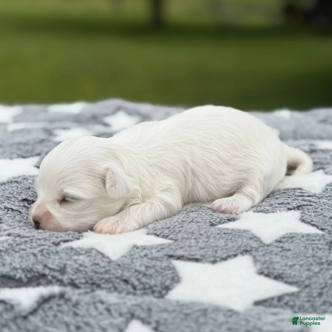 Maltese dogs for sale: Lincoln Maltese Puppy - Ad 2