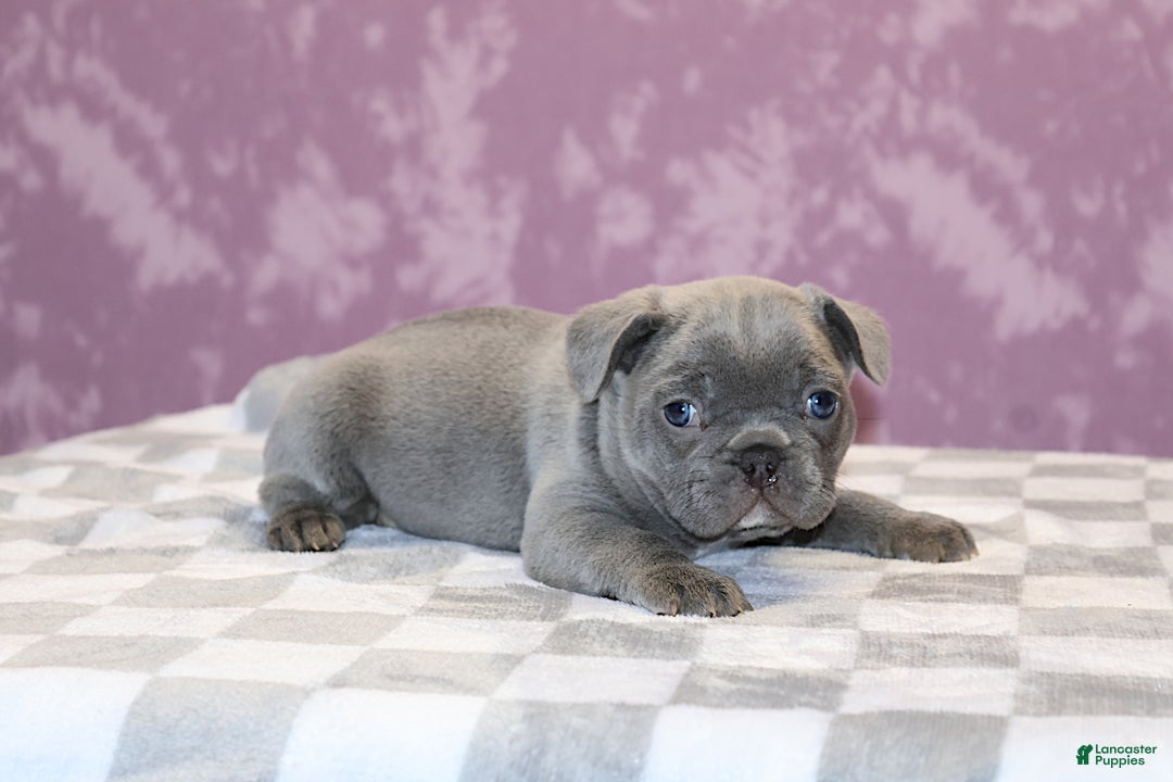 French Bulldog dogs for sale: Sander - Ad 6