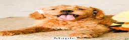 Goldendoodle dogs for sale: Maple - Ad 12