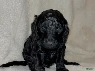 Labradoodle dogs Max - Ad 8