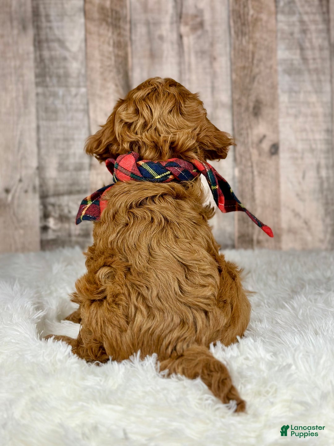 Cavapoo dogs for sale: Girl Molly - 4938 - Ad 3