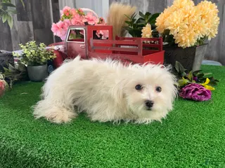 Mixed Breed dogs Elsie - Ad 13