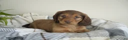 Miniature Dachshund dogs for sale: Benny - Ad 3