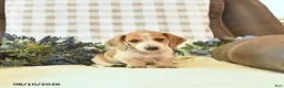 Miniature Dachshund dogs for sale: Forest - Ad 2