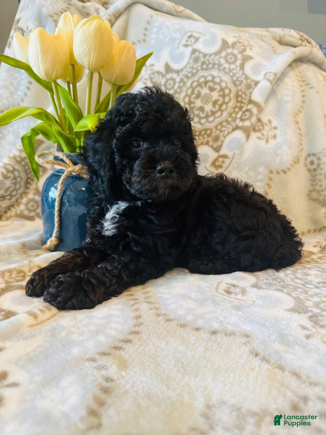Miniature Poodle dogs for sale: Miniature Poodle Puppy 1 - Ad 2