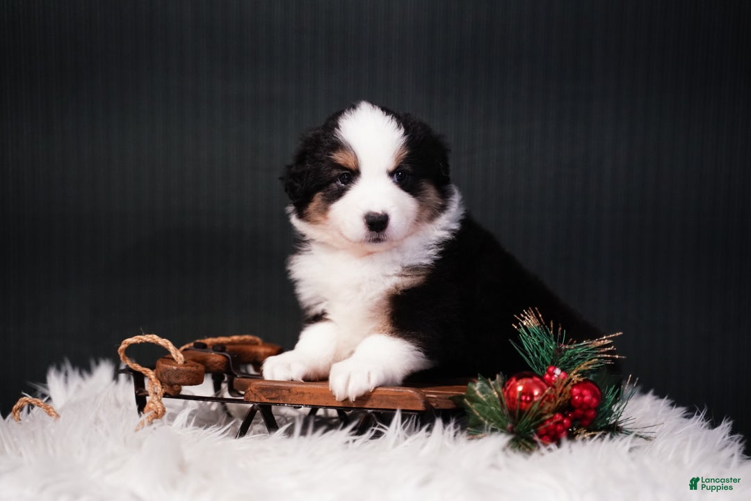 Miniature Australian Shepherd dogs for sale: Domino - Ad 9
