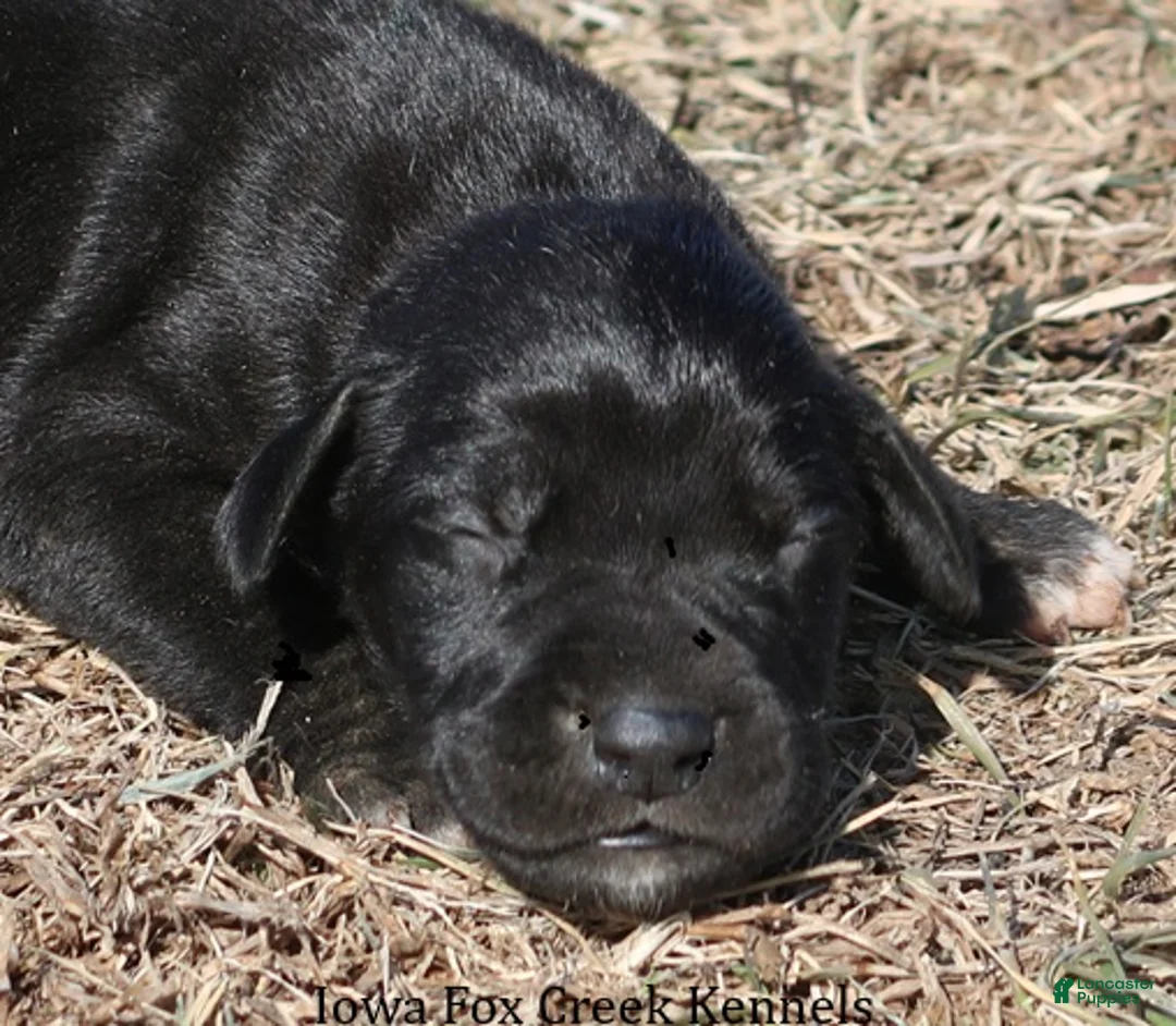 Great Dane dogs for sale: Stella - Ad 1