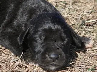 Great Dane dogs Stella - Ad 8