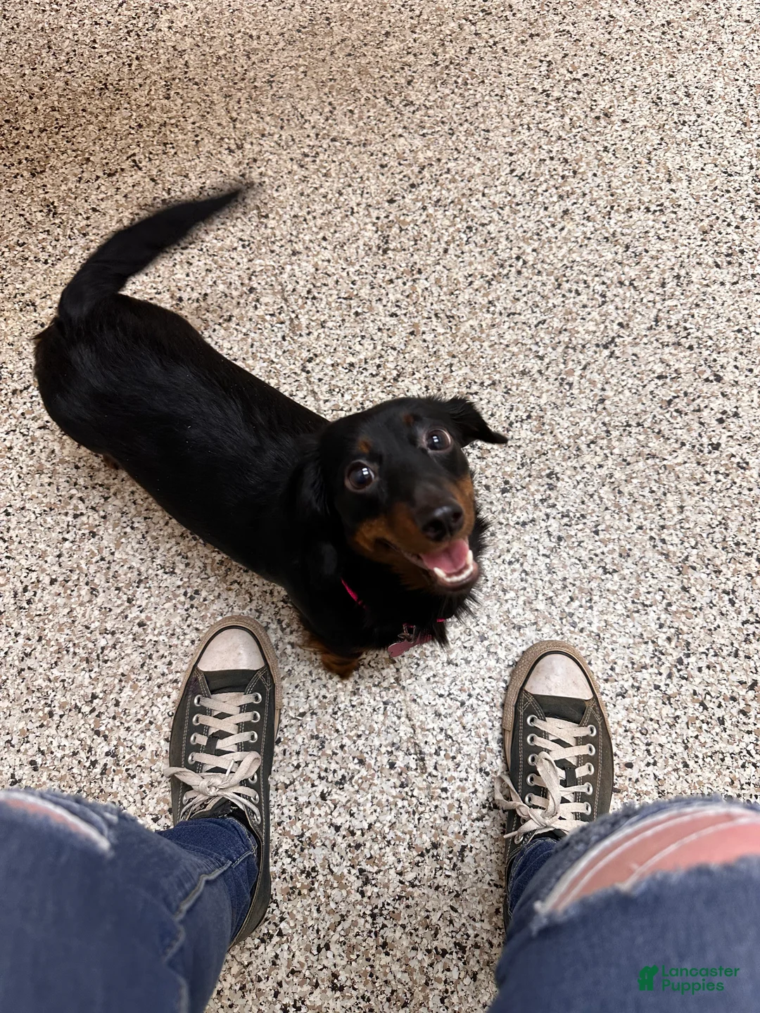 Mixed Breed dogs for sale: Remmy - Ad 7